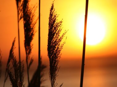 Vista_plant_wallpaper_vplants8_003