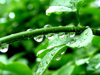 Vista_plant_wallpaper_vplants8_005
