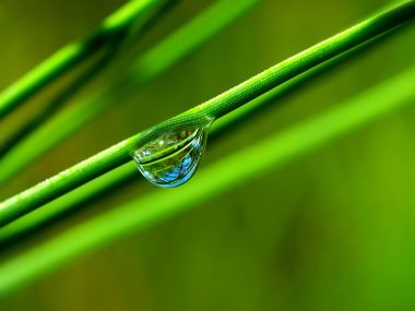 Vista_plant_wallpaper_vplants8_008