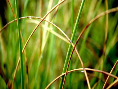 Vista_plant_wallpaper_vplants8_009