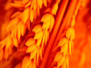 Vista_plant_wallpaper_vplants8_013