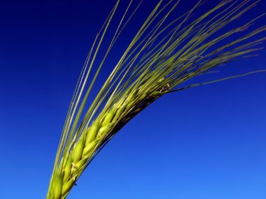 Vista_plant_wallpaper_vplants8_015
