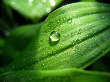 Vista_plant_wallpaper_vplants8_016