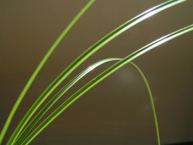 Vista_plant_wallpaper_vplants8_017