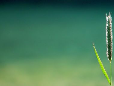 Vista_plant_wallpaper_vplants8_018