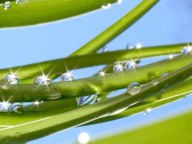 Vista_plant_wallpaper_vplants8_019
