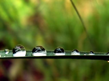 Vista_plant_wallpaper_vplants8_020