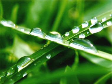 Vista_plant_wallpaper_vplants8_023