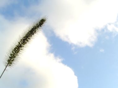 Vista_plant_wallpaper_vplants8_024
