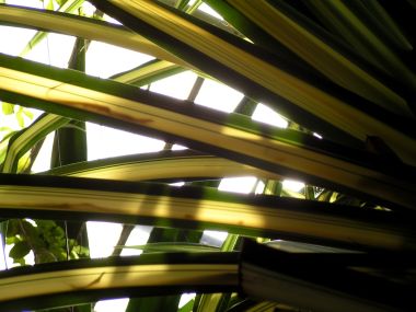 Vista_plant_wallpaper_vplants8_026