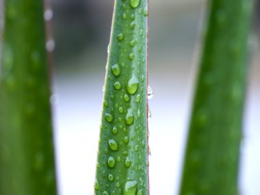 Vista_plant_wallpaper_vplants8_027