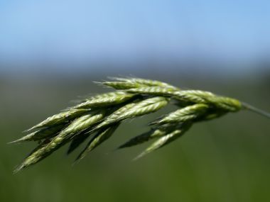 Vista_plant_wallpaper_vplants8_028