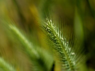 Vista_plant_wallpaper_vplants8_029