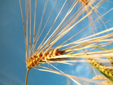 Vista_plant_wallpaper_vplants8_030