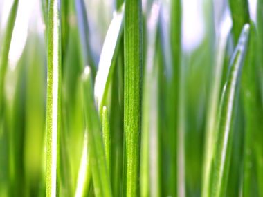 Vista Plant Wallpaper Vplants9 001
