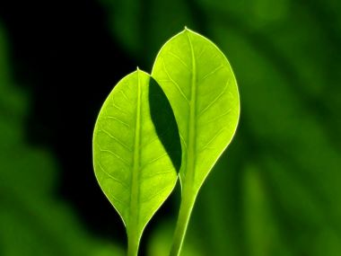 Vista 高清晰植物壁纸 （第九辑）