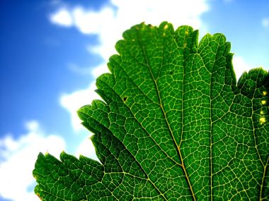 Vista Plant Wallpaper Vplants9 004