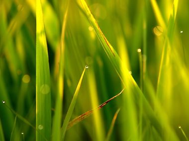 Vista Plant Wallpaper Vplants9 006