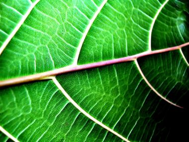 Vista Plant Wallpaper Vplants9 008
