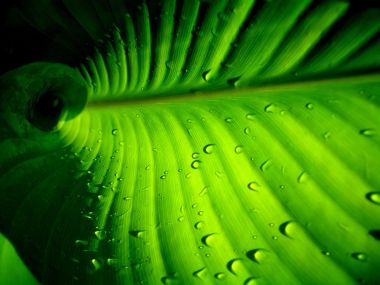 Vista Plant Wallpaper Vplants9 009