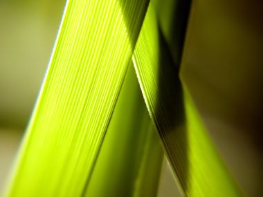 Vista Plant Wallpaper Vplants9 010
