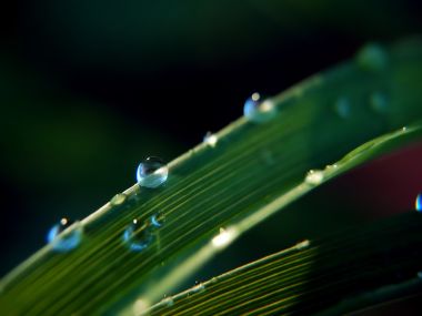 Vista Plant Wallpaper Vplants9 013