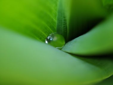 Vista Plant Wallpaper Vplants9 014