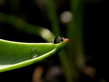 Vista Plant Wallpaper Vplants9 015