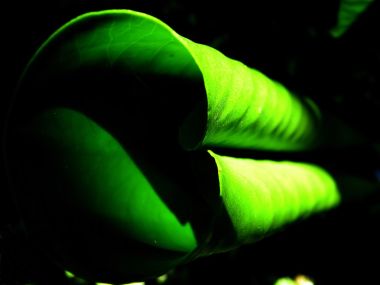 Vista Plant Wallpaper Vplants9 016