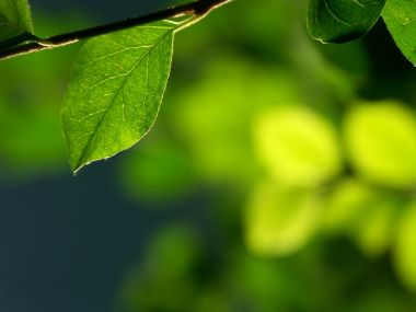 Vista Plant Wallpaper Vplants9 018