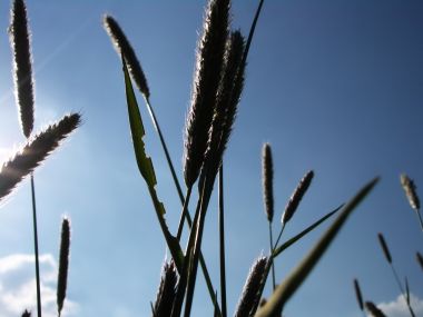 Vista Plant Wallpaper Vplants9 019