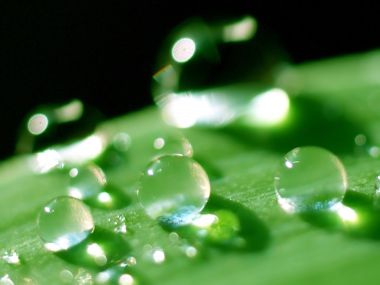 Vista Plant Wallpaper Vplants9 020