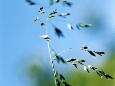 Vista Plant Wallpaper Vplants9 024