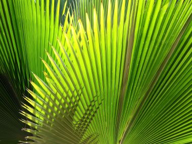 Vista Plant Wallpaper Vplants9 026