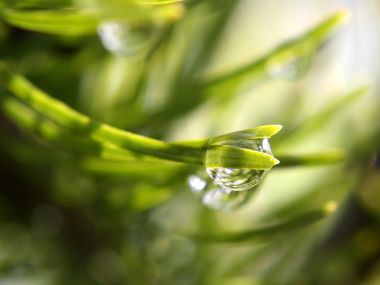 Vista Plant Wallpaper Vplants9 029