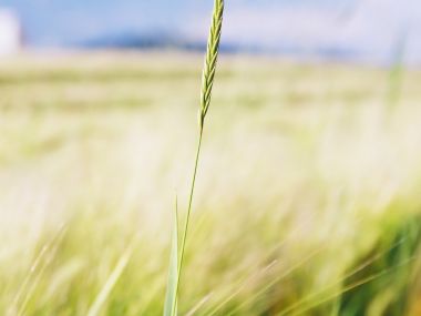 Vista Plant Wallpaper Vplants9 030