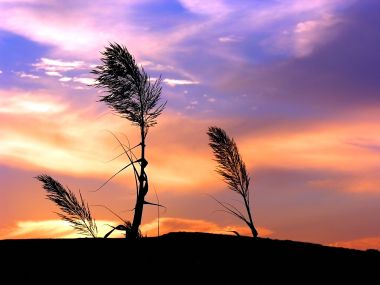 Vista_wallpaper_vplants11_001