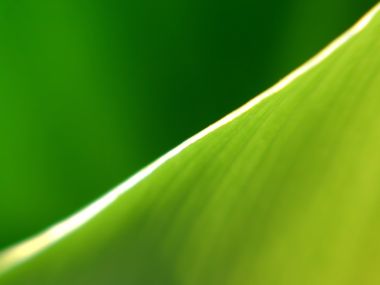 Vista_wallpaper_vplants11_003