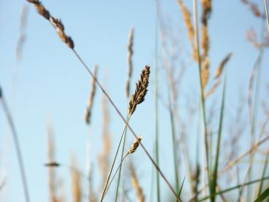 Vista_wallpaper_vplants11_005