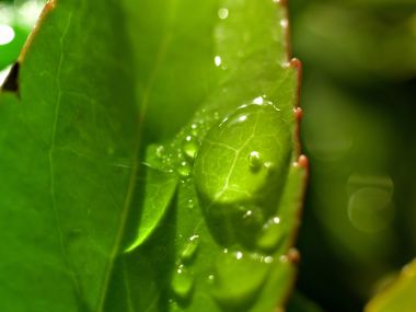 Vista_wallpaper_vplants11_006