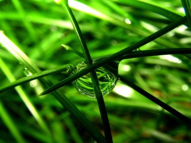 Vista_wallpaper_vplants11_007