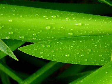 Vista_wallpaper_vplants11_008