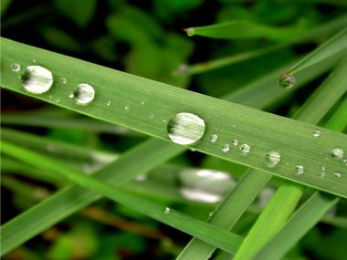 Vista_wallpaper_vplants11_009