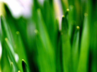 Vista_wallpaper_vplants11_010