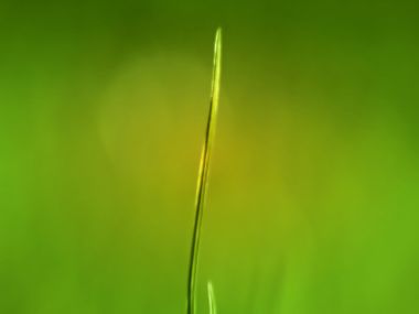 Vista_wallpaper_vplants11_011