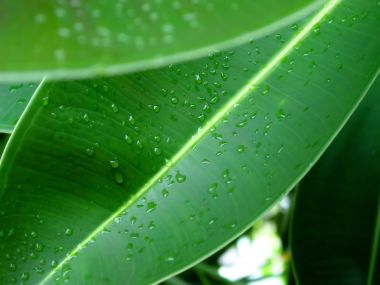 Vista_wallpaper_vplants11_012