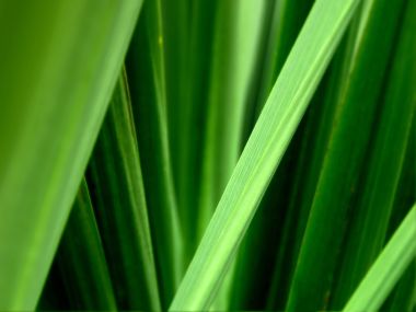 Vista_wallpaper_vplants11_014