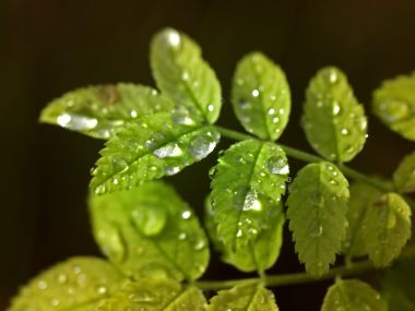 Vista_wallpaper_vplants11_017