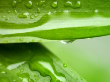 Vista_wallpaper_vplants11_018