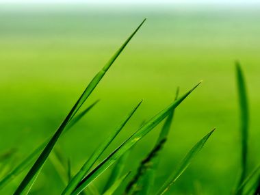 Vista_wallpaper_vplants11_019